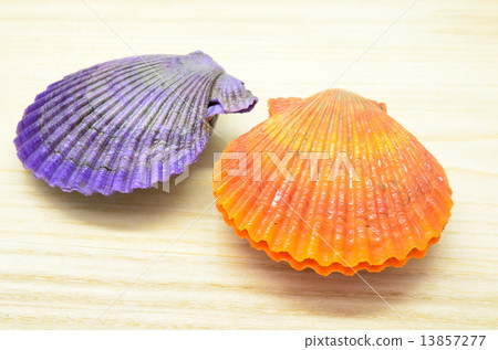 A beautiful scallop ♪ 13857277
