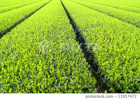 Tea plantation (Shizuoka) Tea plantation (Shizuoka) 13857472