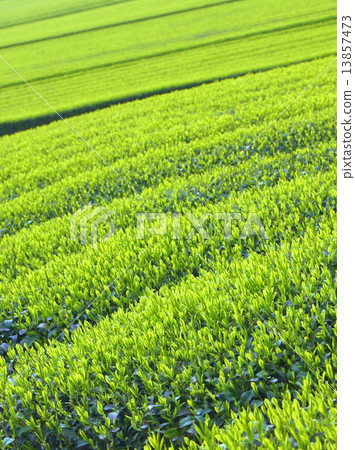 Tea plantation (Shizuoka) Tea plantation (Shizuoka) 13857473