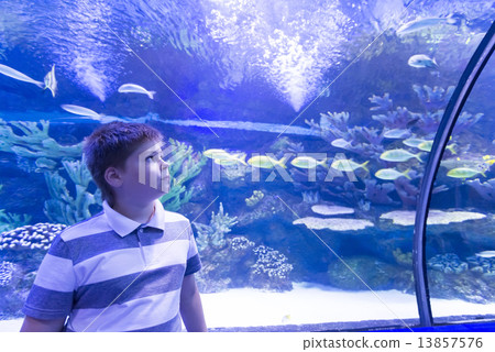 The boy in Oceanarium considers fish 13857576