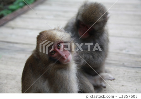 Wild monkey 13857603