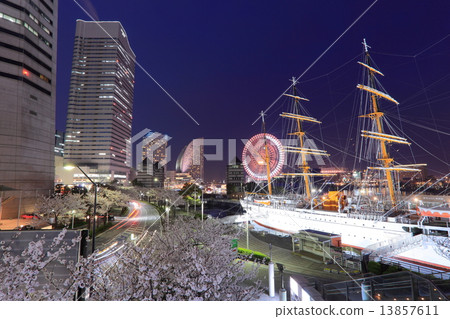 Japan Maruya Cherry trees 13857611