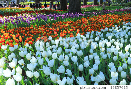 橫濱公園的鬱金香 13857615
