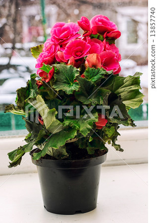 blooming begonia on windowsill in the winter windo blooming begonia on windowsill in the winter windo 13857740