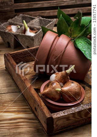 shoots of tulips 13857741