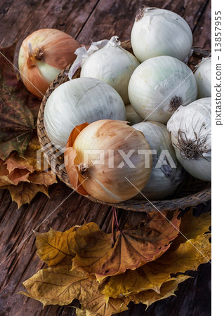 harvest onion harvest onion 13857955