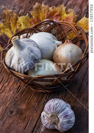 harvest onion harvest onion 13857958