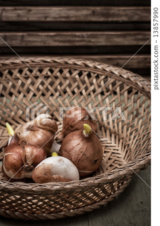 seedlings flower bulbs seedlings flower bulbs 13857990