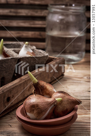 shoots of tulips shoots of tulips 13857991