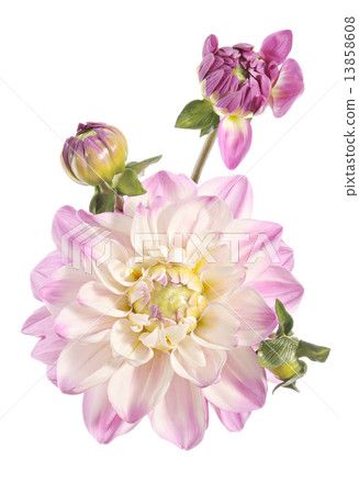 Dahlia 13858608