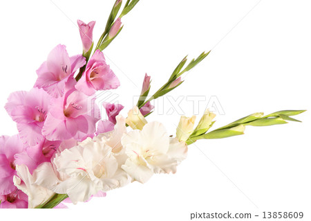 Gladiolus 13858609