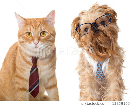 Cat and dog in glasses 13859163