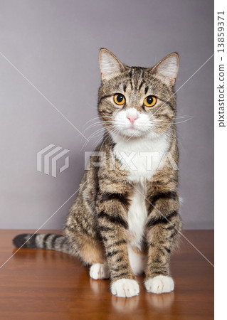 Domestic Cat 13859371