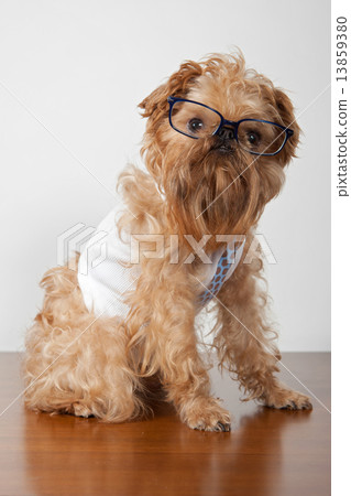 Serious dog in glasses Serious dog in glasses 13859380