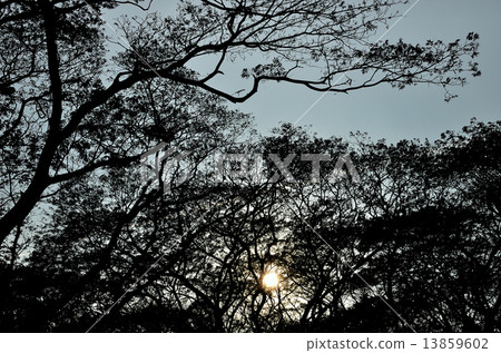 Tree silhouette nature pattern with sunset sky Tree silhouette nature pattern with sunset sky 13859602