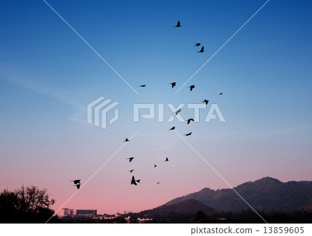 Bird flying in sky, Freedom concept Bird flying in sky, Freedom concept 13859605