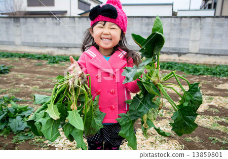 Harvest of spinach Harvest of spinach 13859801