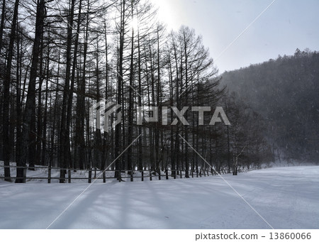 Snowy fallen leaves 13860066