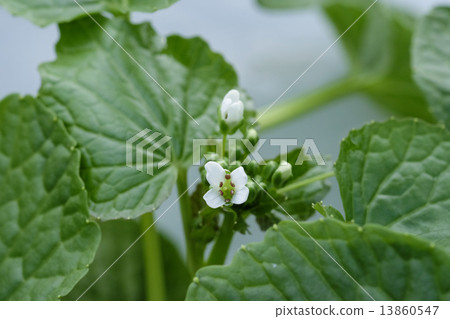 在早春在芥末田裡盛開的芥末花 13860547