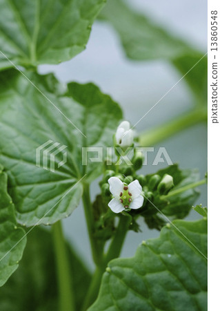 芥末花芥末 13860548