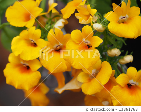 Nemesia 13861768