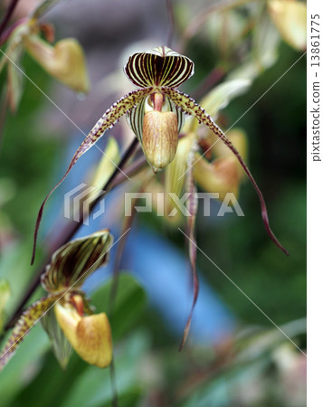 兜蘭 兜蘭 13861775