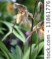 Paphiopedylum 13861776