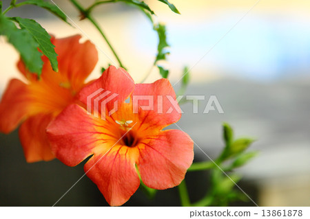 Flower naughtia crassa 13861878