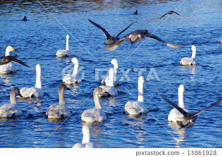 Swarm swans overwinter dawn 13861928