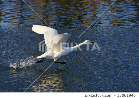 Morning swan overwintering 13861946