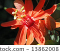 Passionate 13862008