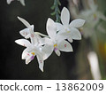 Phalaenopsis 13862009