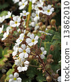 Primula Sinensis 13862010