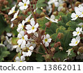 Primula Sinensis 13862011