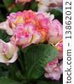 Primula Julien 13862012