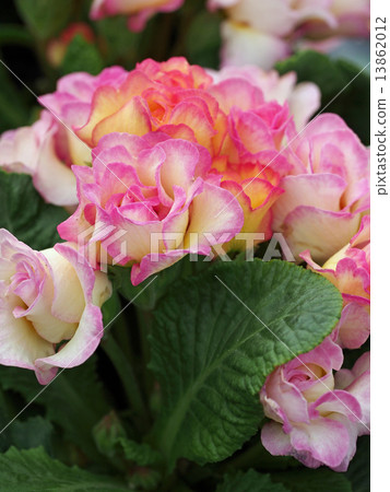 Primula Julien Primula Julien 13862012