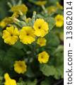 Primula Que Ensis 13862014