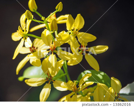 Koushunkazu 13862016