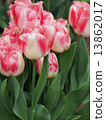 Tulip 13862017