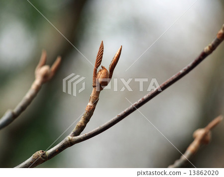 莢furcatum 13862020