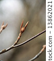 Wolffree 13862021