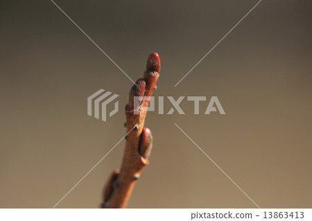 Natural plant Tataneyanagi, a male and female different strain, this is a female stock sprouting 13863413