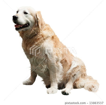 Golden Retriever 13863537