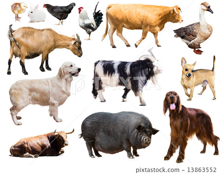 Set of dog, pig and other farm animals 13863552