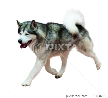 Running Siberian Husky Running Siberian Husky 13863613
