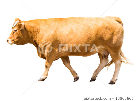 Walking cow 13863665