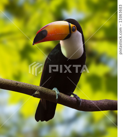 Common Toucan in forest area 13863683