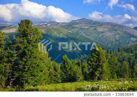 圖庫照片: mountains with cedar forest