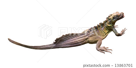 Philippine Sailfin Lizard Philippine Sailfin Lizard 13863701