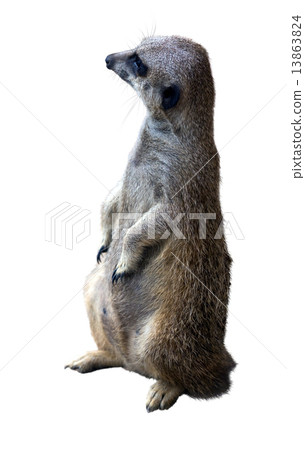 suricate. Isolated over white background suricate. Isolated over white background 13863824